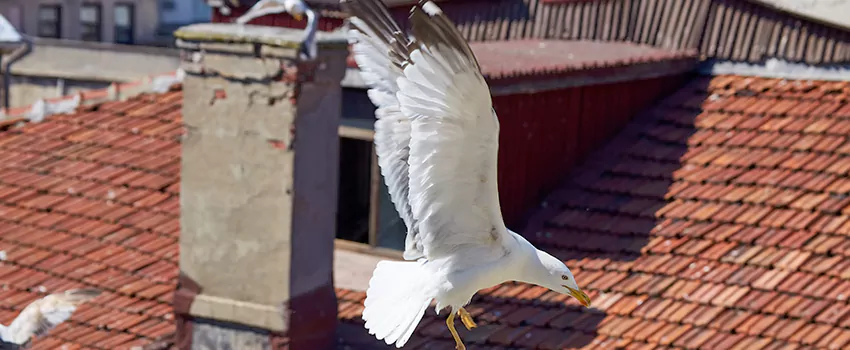 Residential Chimney Animal Removal Solution in Southaven, MS
