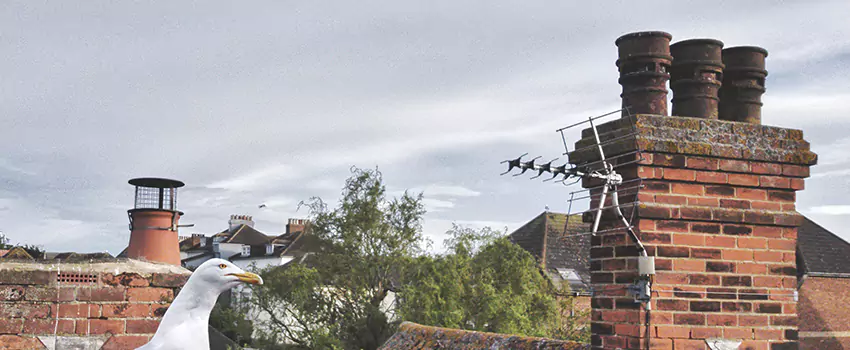 Chimney Cleaning And Restoration in Southaven, Mississippi